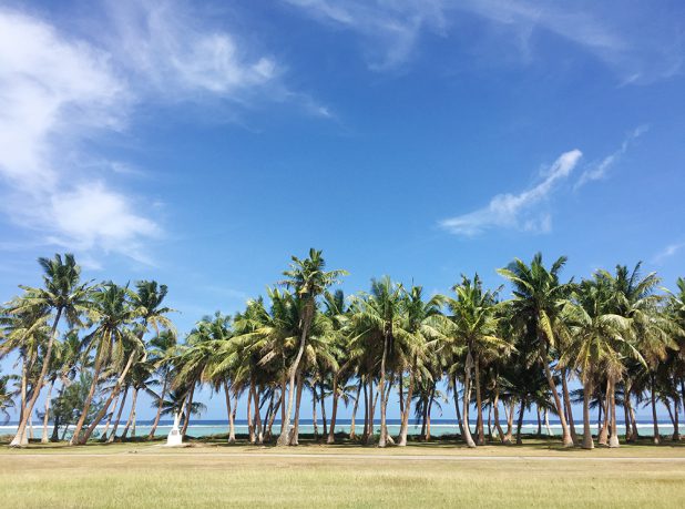 ヤシの木を守ろう グアム日本人学校幼稚部プロジェクト アイランドタイム Island Time グアムの旅行 ツアー お土産 観光 ショッピング の情報は 現地発信のアイランドタイム